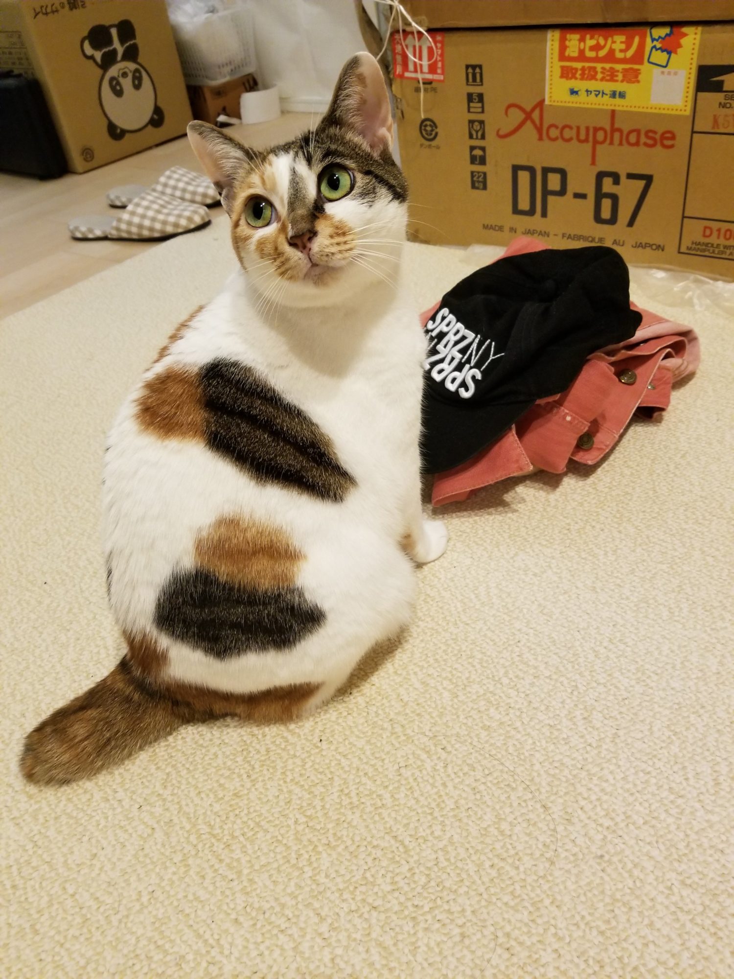 ふうちゃん物語 ２４ 猫の滝流し 三味線 猫まっしぐら
